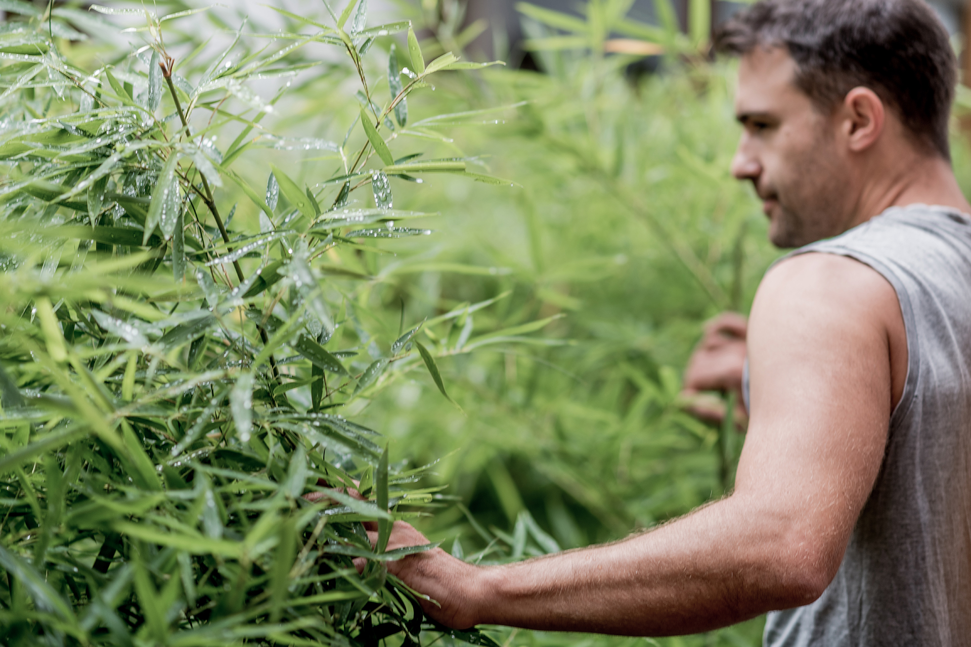 Mann hält sich an Bambuspflanze fest