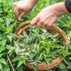 Farmer harvesting nettles. Fresh green herbs harvest. Nettle leaves in the basket. Medicinal plant.