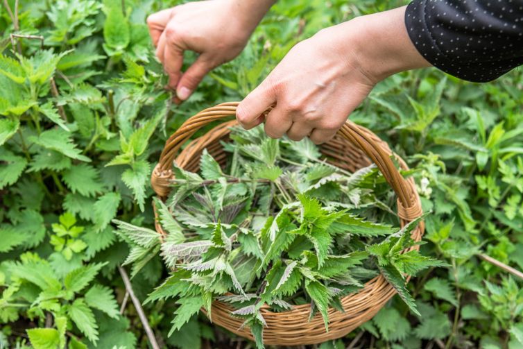 Farmer harvesting nettles. Fresh green herbs harvest. Nettle leaves in the basket. Medicinal plant.